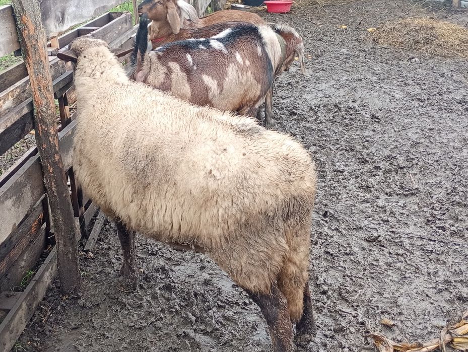 Schimb mială la prima fătare !