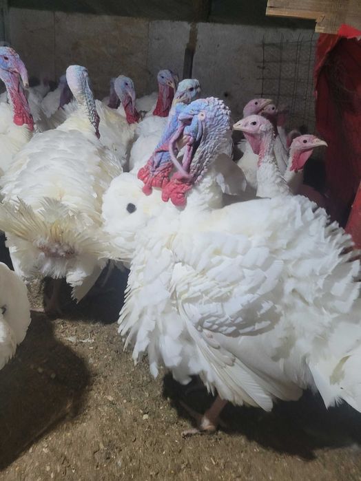 Vând curcani si curci