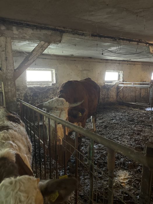 Vaci tinere  de vanzare