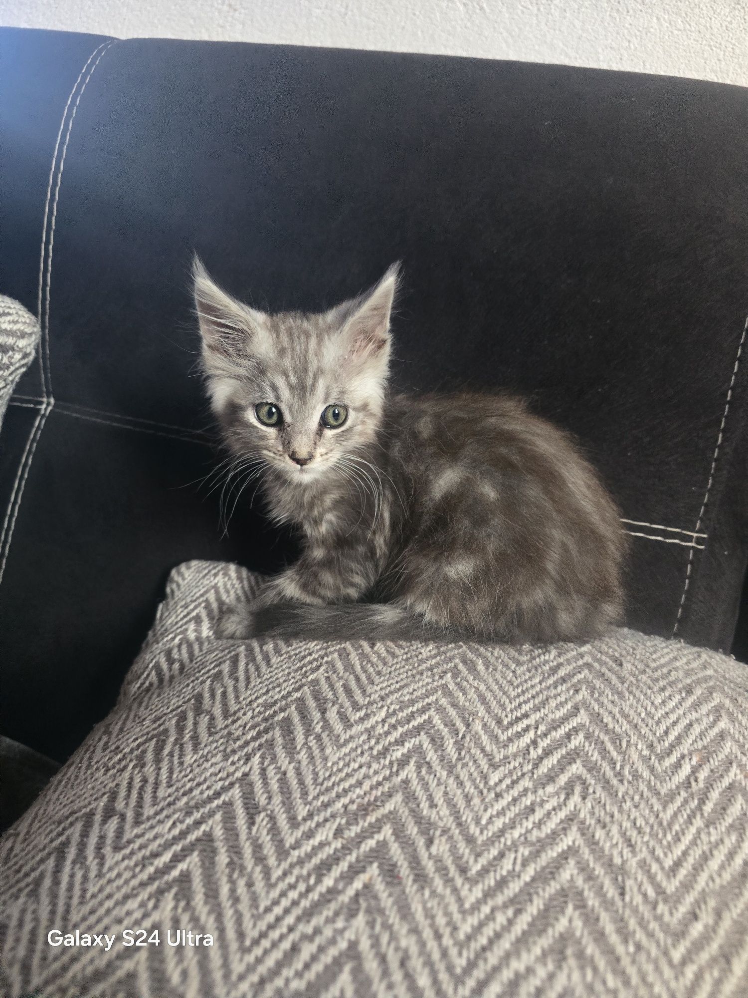Мейн кун котенца