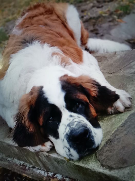 Cățel Saint bernard