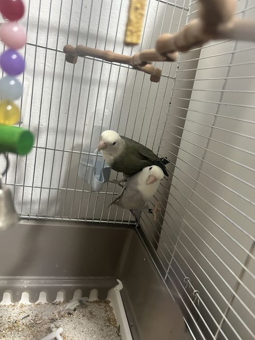 Papagali 750 tot cu colivie