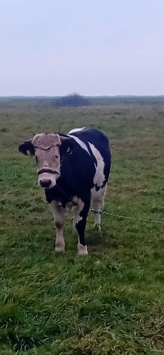 Vițel Holstein de vânzare