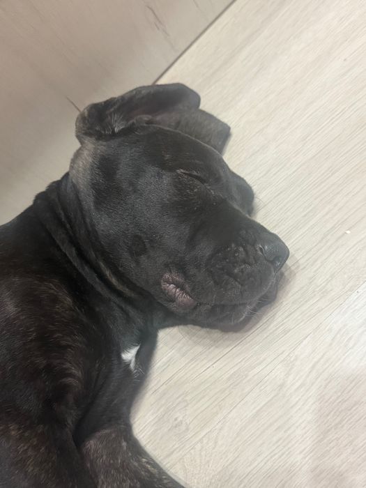 Кане Корсо мъжко