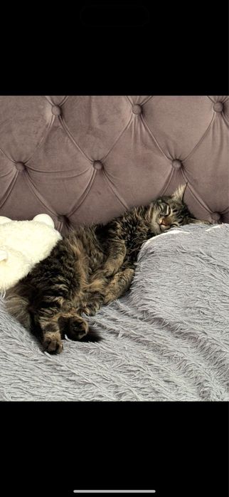 Отдам кота в хорошие руки