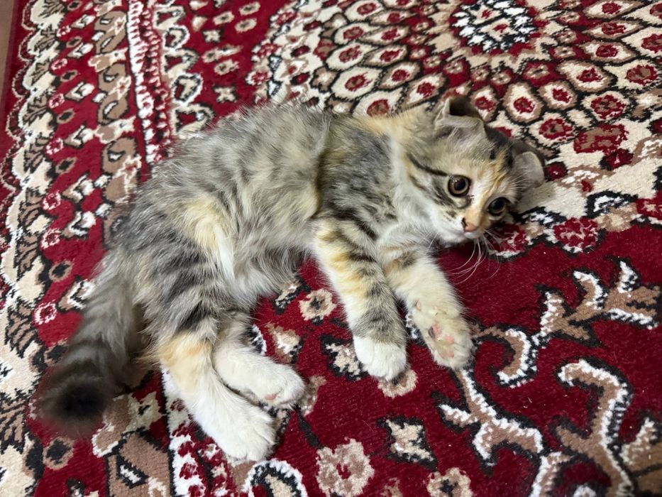 Scottish fold 3 oyli qiz bola