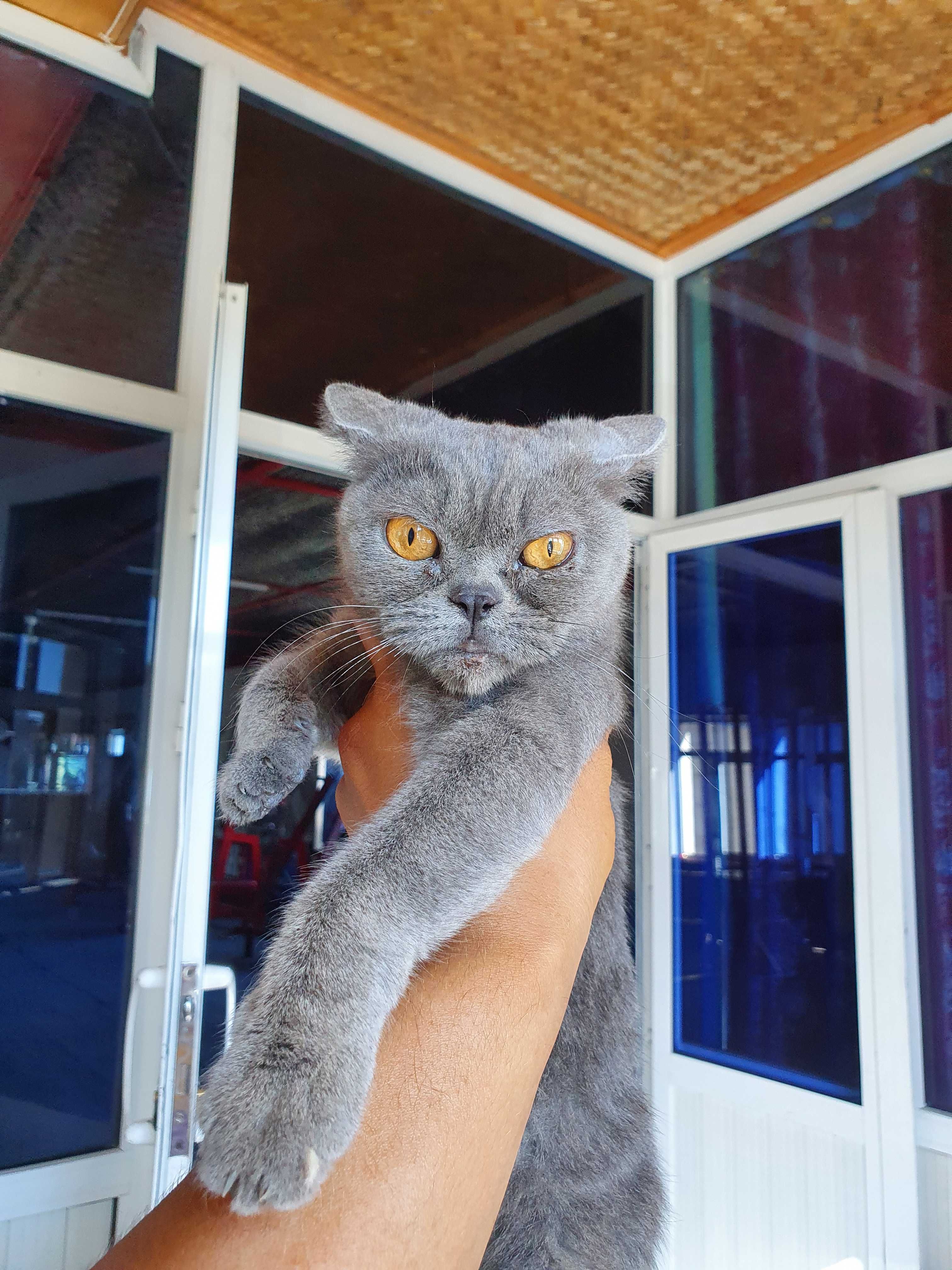 British shorthair qiz mushuk sotiladi.Toza paroda haqiqiy klassik rang