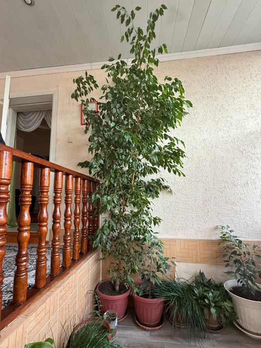 Цвиток фикус в горшке