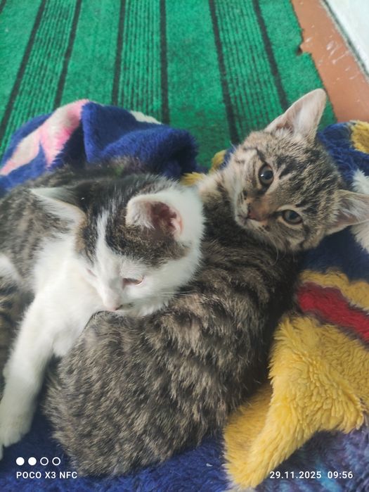 Қыз пышықлар беріледі