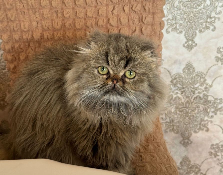 Вислоухий шотландец и перс