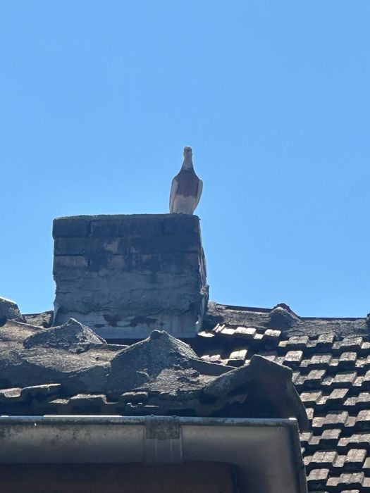 Porumbei voiajori colorați