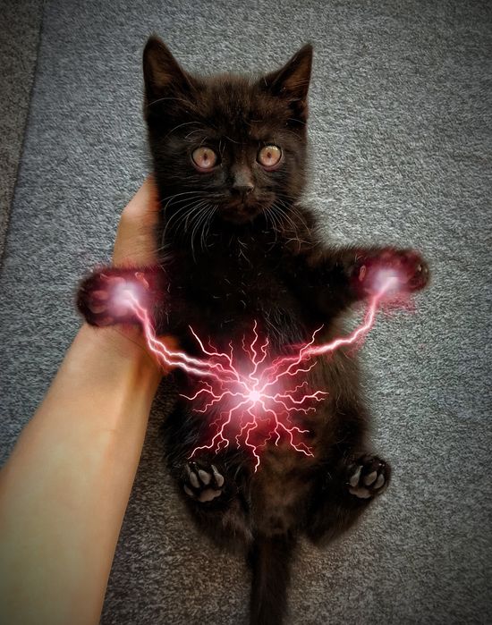 Маленькие коты )