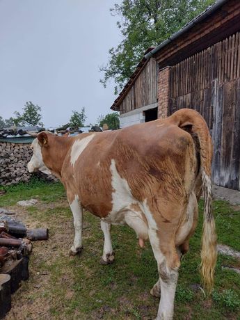 Vacă bălțată românească fătată sau schimb
