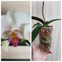 Продам орхидею мультифлору
