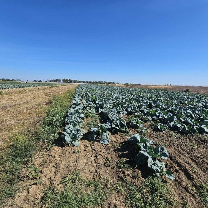 Teren de vanzare DN7 Tartasesti-Brezoaele
