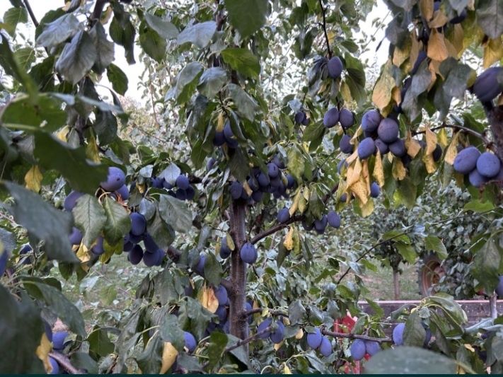 Vând prune pentru tuica