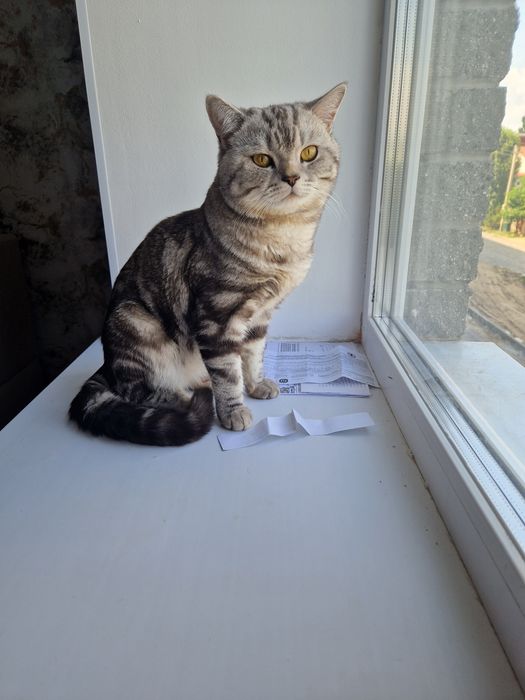 Продам породистого кота