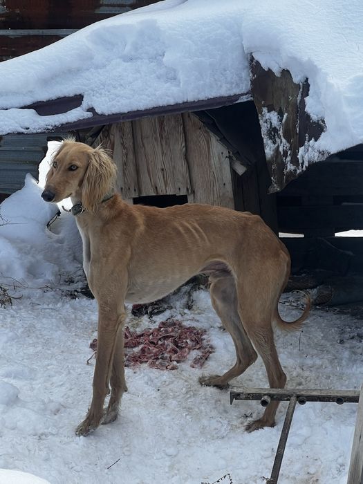 Тазы 1 жарымда жасы.ауызданған қойан ,тулкі .Шырғаға жугіреді