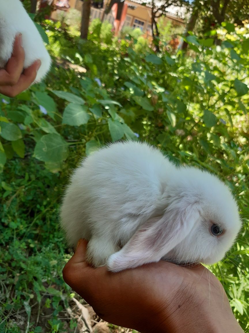 Mini lop dekarativni krolik