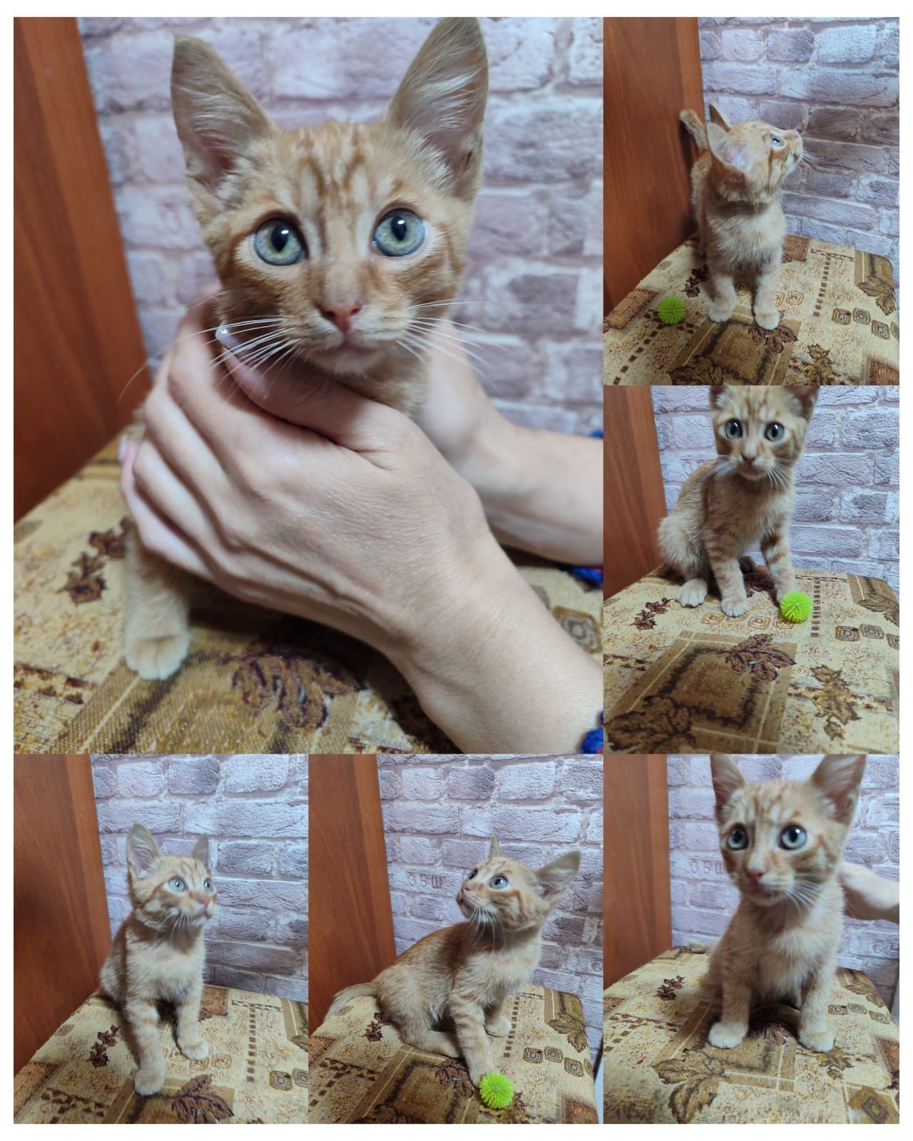 Пристраивается котенок