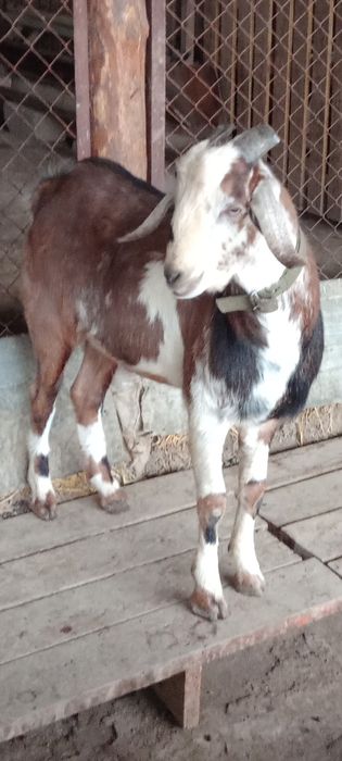 Англонуб теке 50 мың