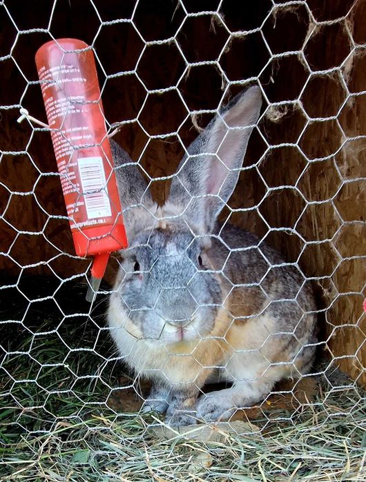 Doua iepurite si un iepuroi de vinzare