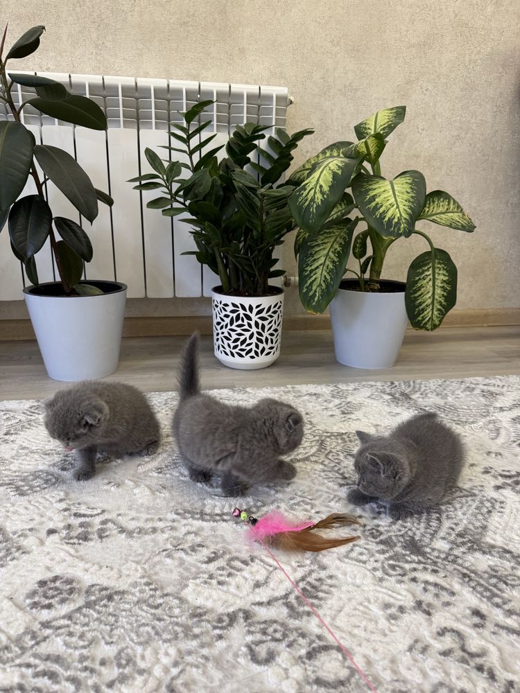 Британские котята
