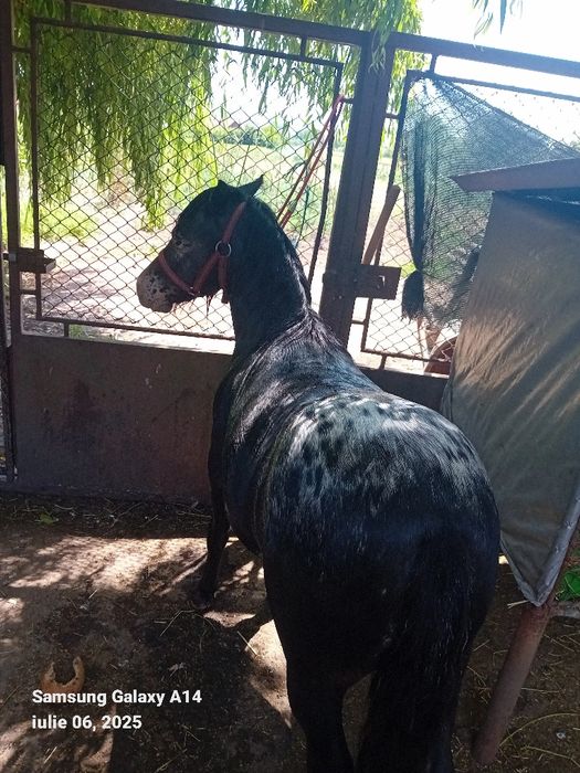 Vând poneiță în vârstă de un an și 4 luni