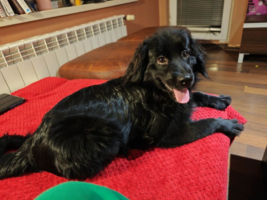 Кокер Шпаньол/ Немски Шпиц