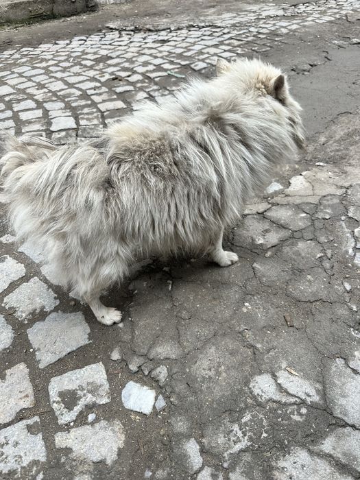 Подарявам Померан Мъжко на 2г