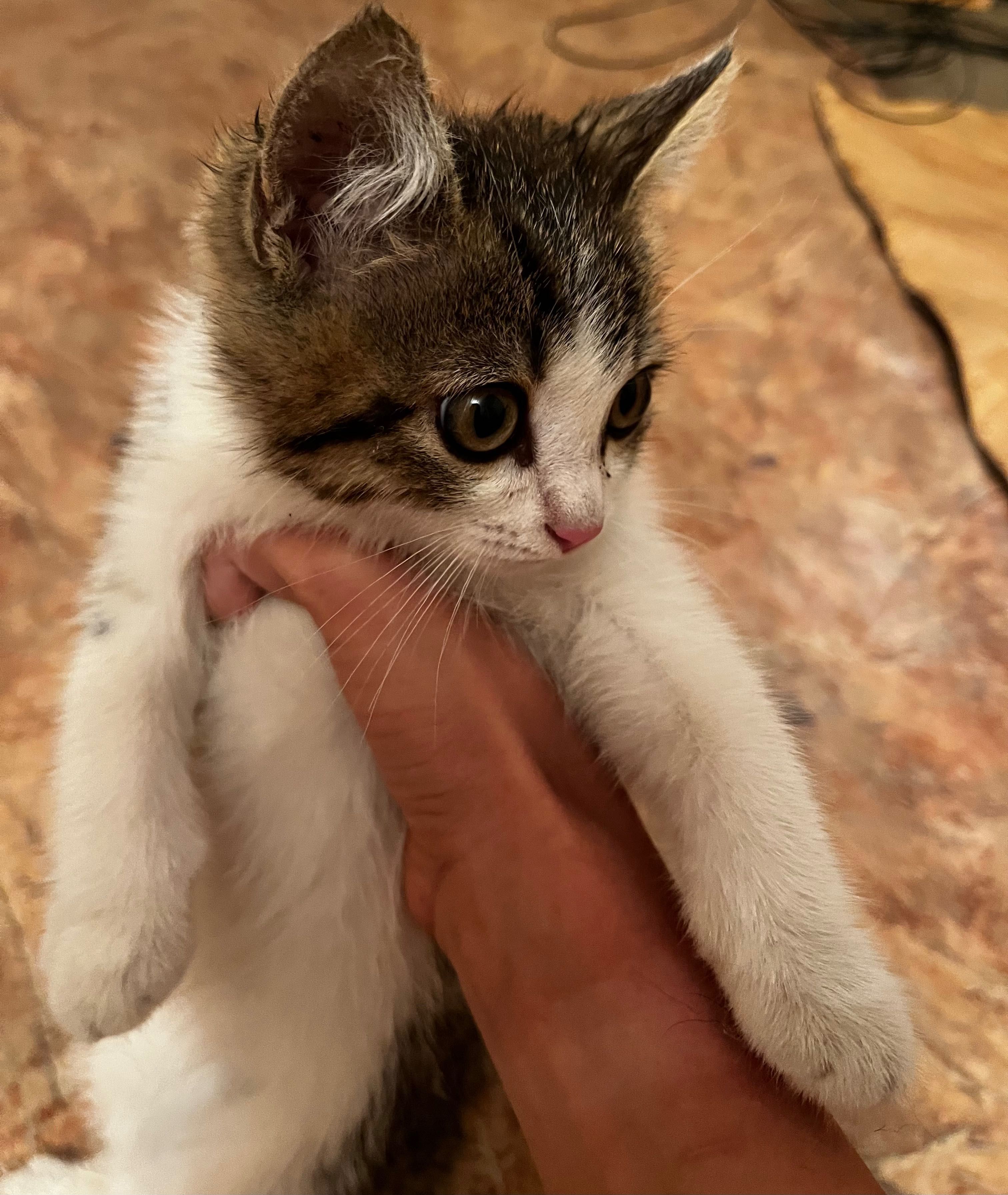 Отдам котенка в добрые руки