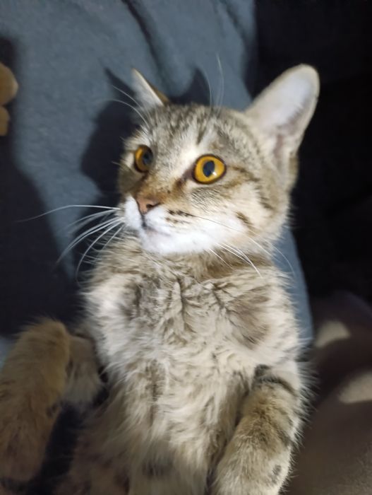 Отдаем котов в добрые руки