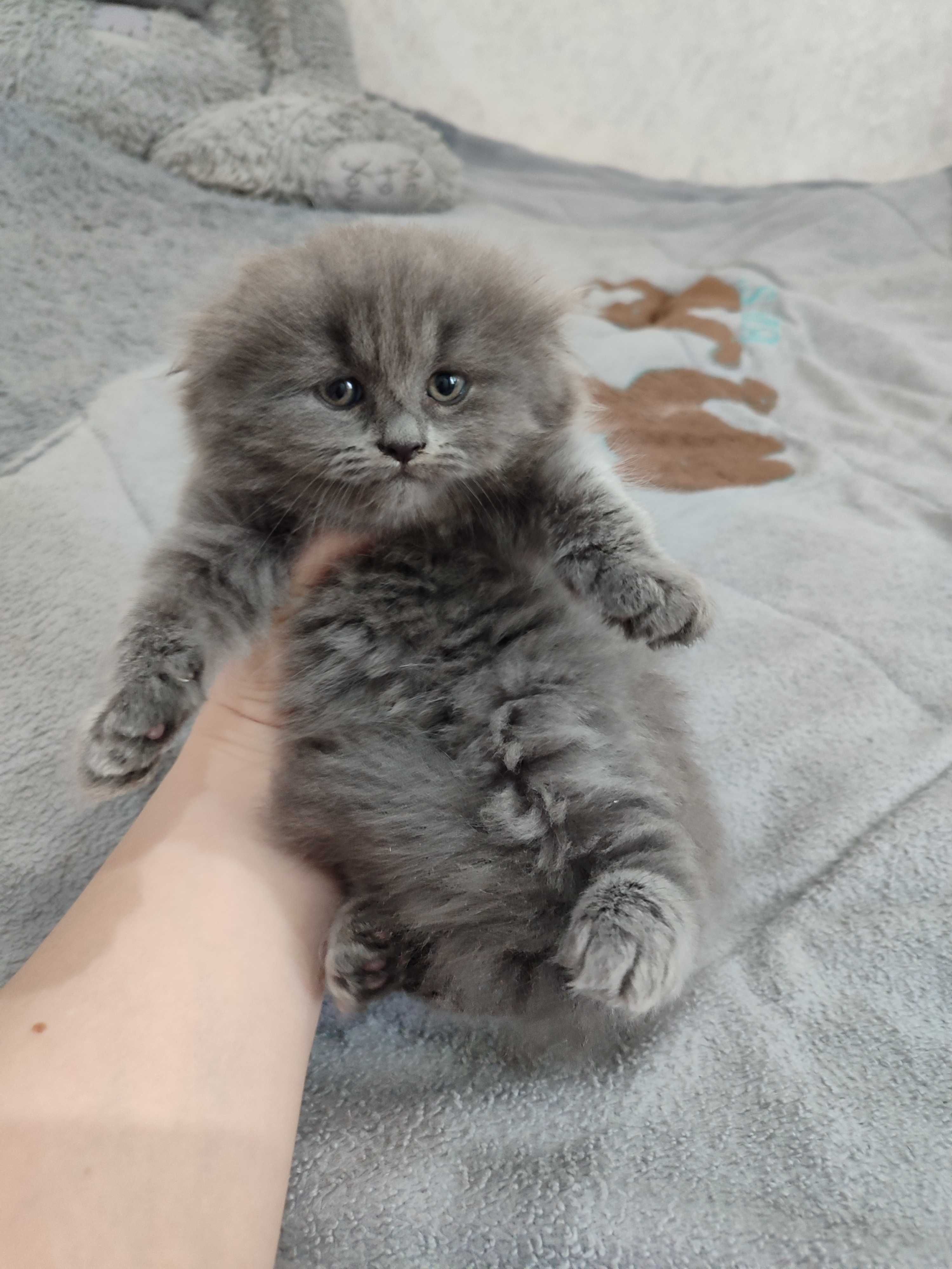 Продаётся котенок скоттиш фолд.