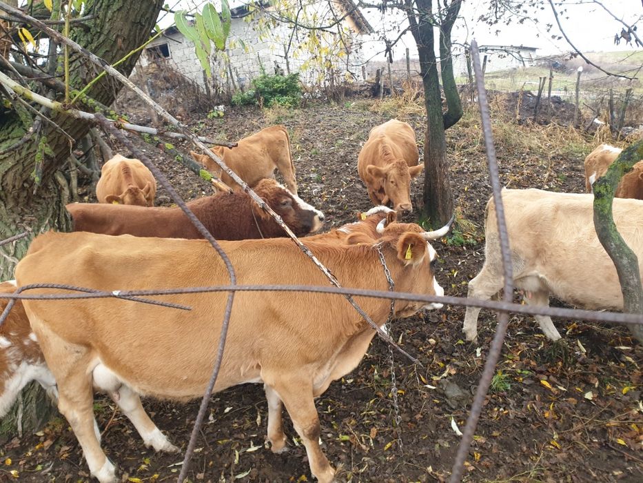 Dau taurași  si o vaca mintata în 7 luni rasa baltata romanesca în com