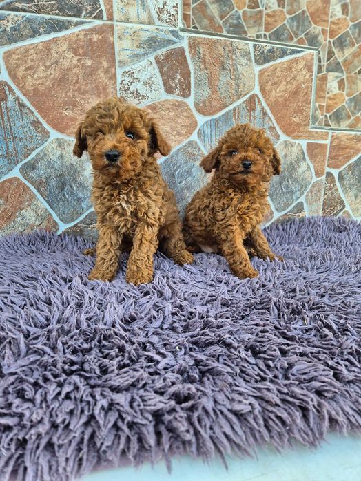 "Мини пуделчета"