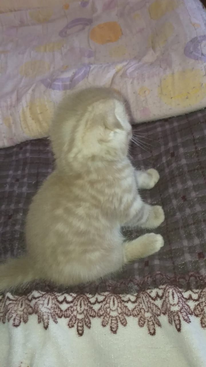 Скоттиш Фолд и Страйт.