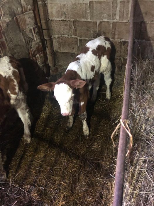 Vand vitele 2 saptamani