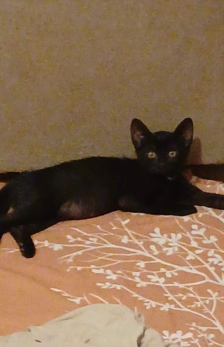 2 motani pentru adoptie