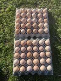 Дамошни яйца