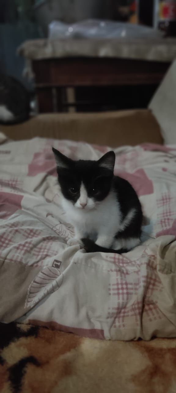 Кошечка ищет хозяина.