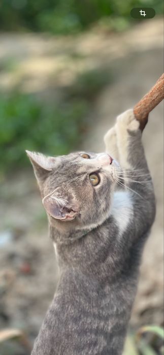 Britaniski ko’shka