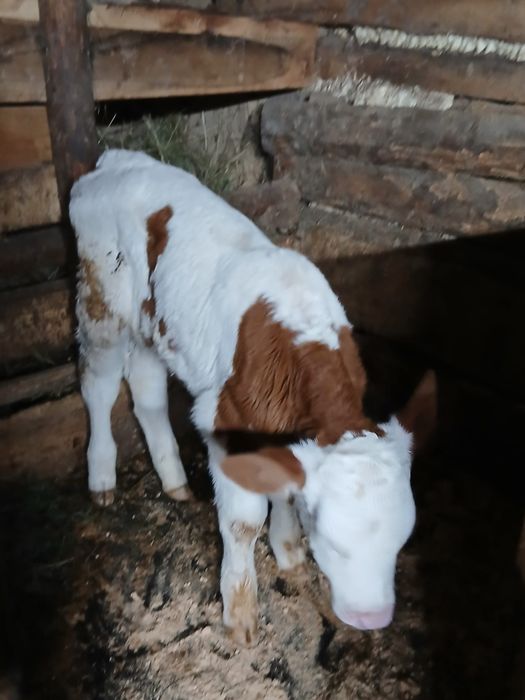 Vițică 2 săptămâni