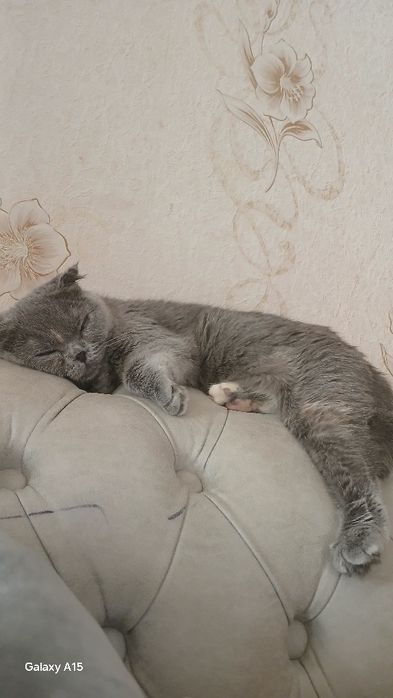 Кошка очень добрая парода шотландский фолд висалухой британские