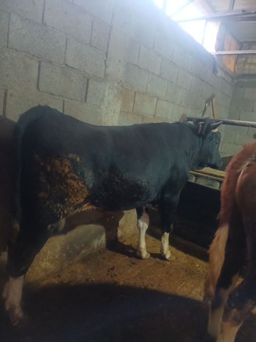 Осы екы бука  сатылады