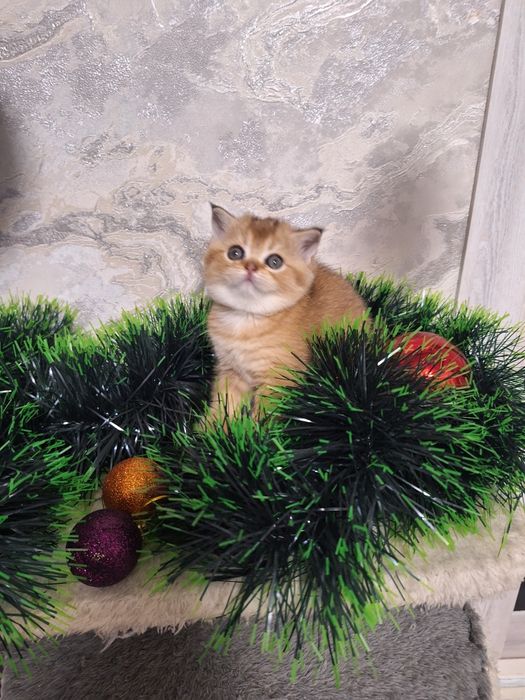 Шикарные милые котята   золотая и серебренная шиншилла 1,5 месяца