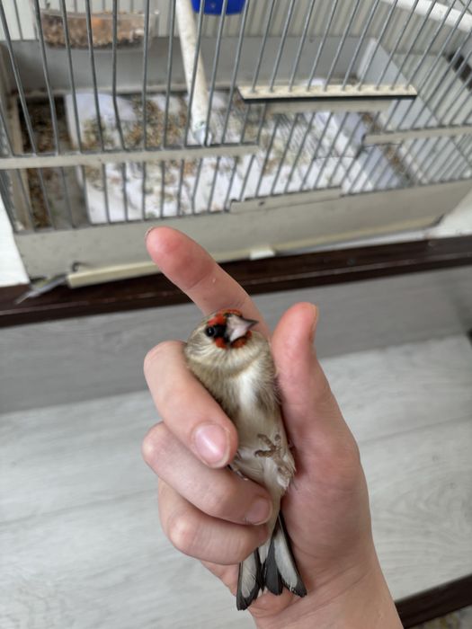 Yengi norchi sotiladi