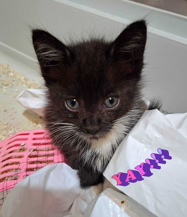 Adoptie pui de pisica negru Nefertiti si Fernando