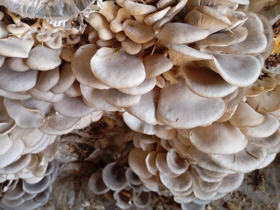 Qo'ziqorin. Veshenka