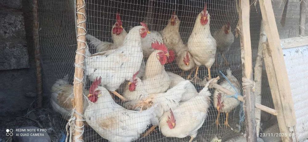 xoroz sotiladi toza yosh xorozlar