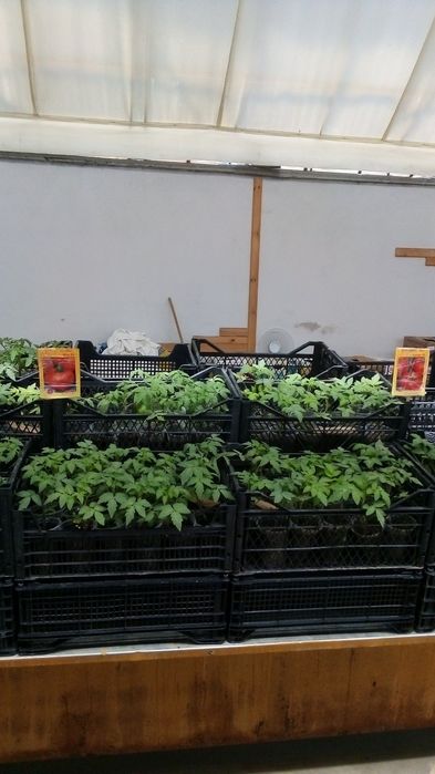 Разсад домати краставици тиквички Димитровград